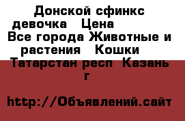 Донской сфинкс девочка › Цена ­ 15 000 - Все города Животные и растения » Кошки   . Татарстан респ.,Казань г.
